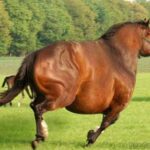 【ネタ】現実の太り気味の馬がこれってマジ・・？